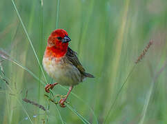 Cardinal Quelea