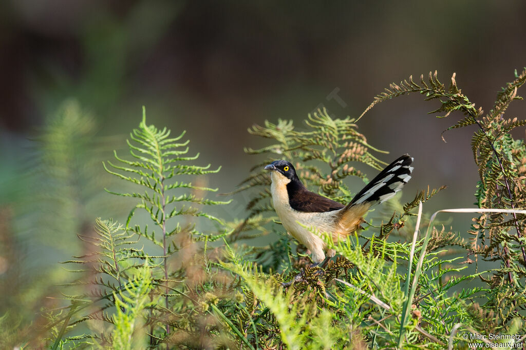 Black-capped Donacobius