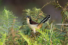 Black-capped Donacobius