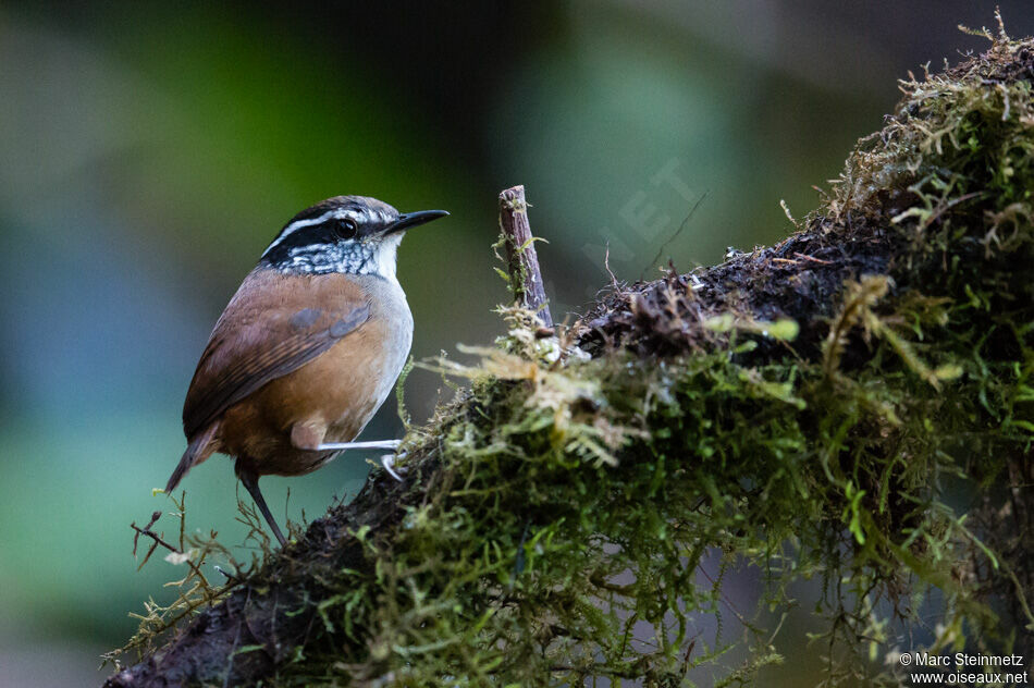 Grey-breasted Wood Wren