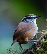 Grey-breasted Wood Wren