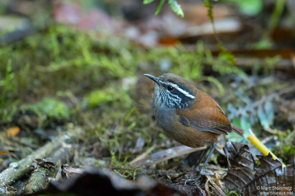 Troglodyte à poitrine griseadulte, identification