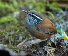 Grey-breasted Wood Wren