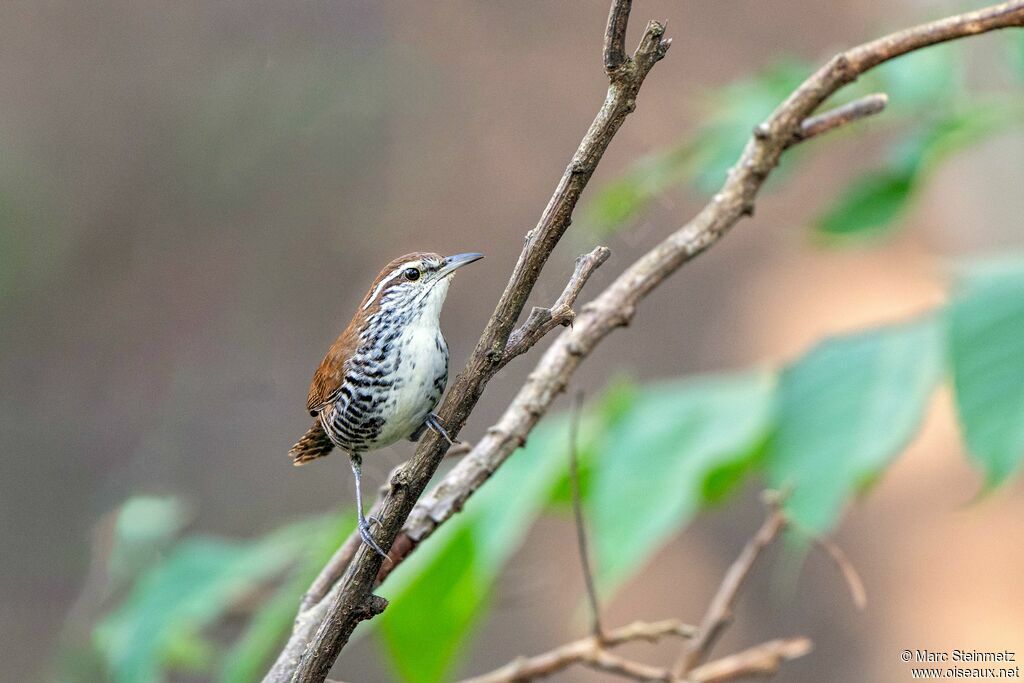 Banded Wren
