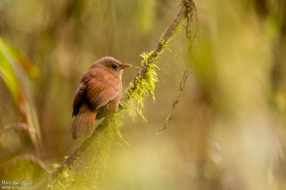 Sepia-brown Wren