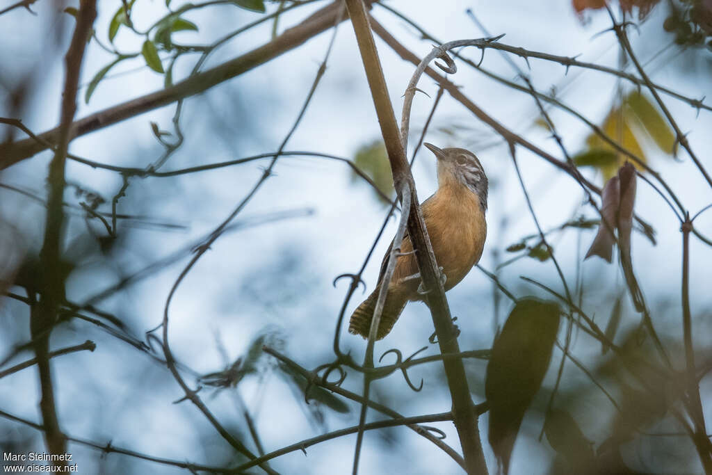 Fawn-breasted Wren, habitat