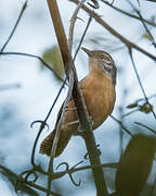 Fawn-breasted Wren