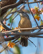 Fawn-breasted Wren