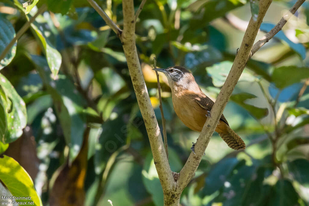 Troglodyte des Guarayos, identification