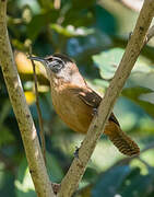 Fawn-breasted Wren