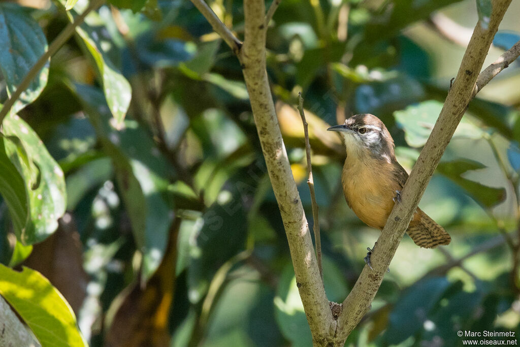 Fawn-breasted Wren