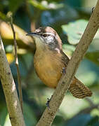 Fawn-breasted Wren