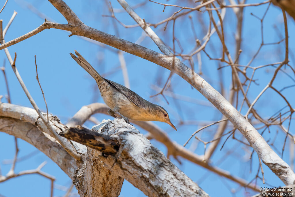 Thrush-like Wren