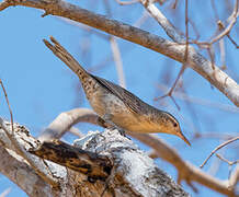 Thrush-like Wren