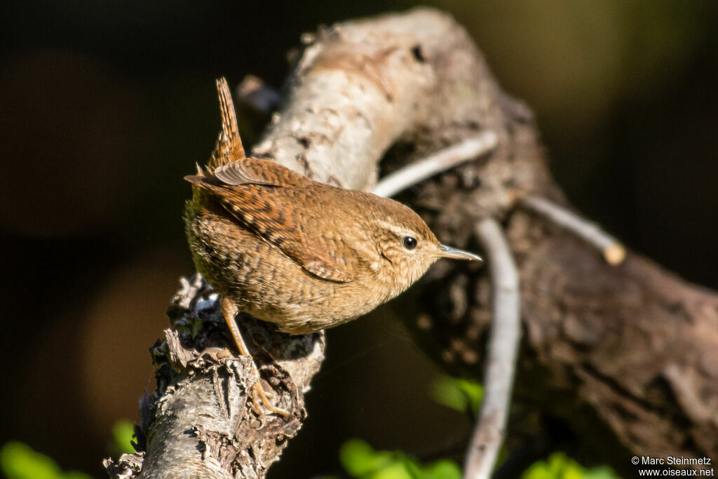 Troglodyte mignon