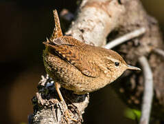 Eurasian Wren