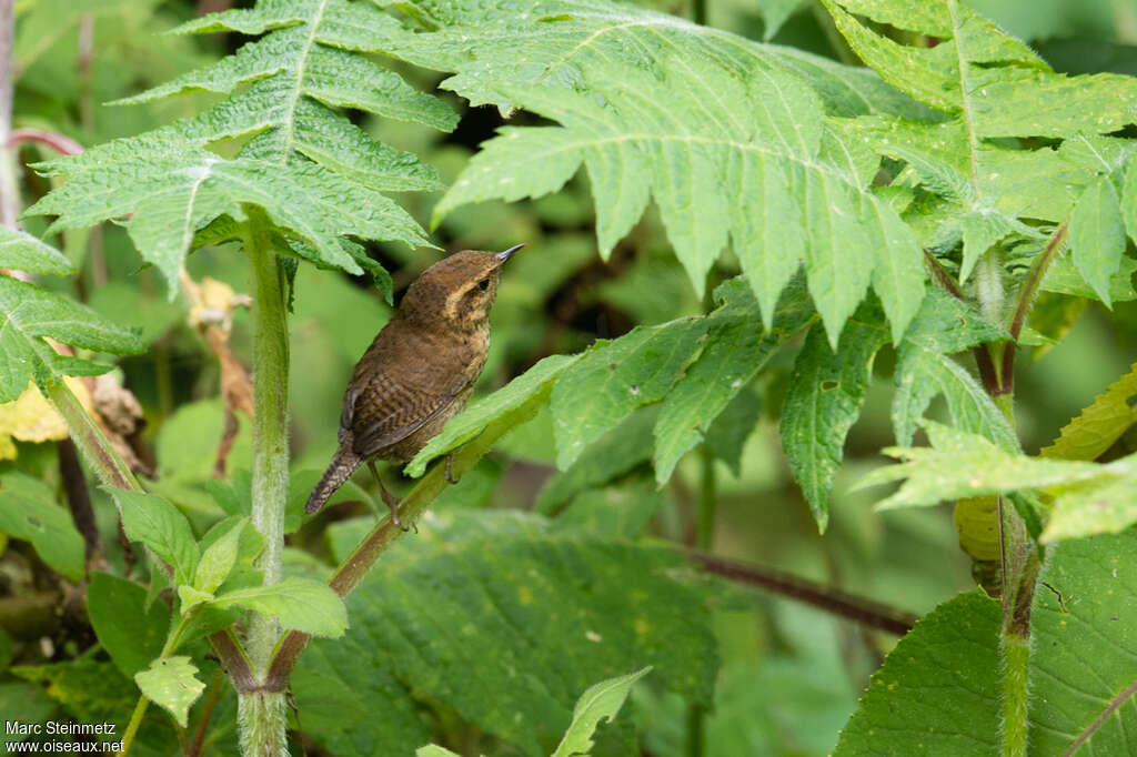 Troglodyte montagnard, habitat, pigmentation