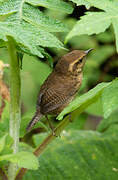 Mountain Wren