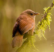 Sepia-brown Wren