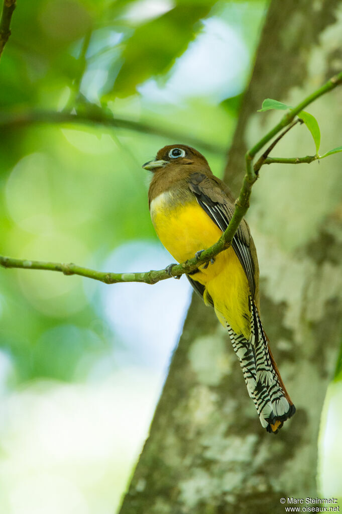 Trogon à lunettes jaunes femelle