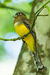 Trogon à lunettes jaunes