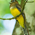 Trogon à lunettes jaunes
