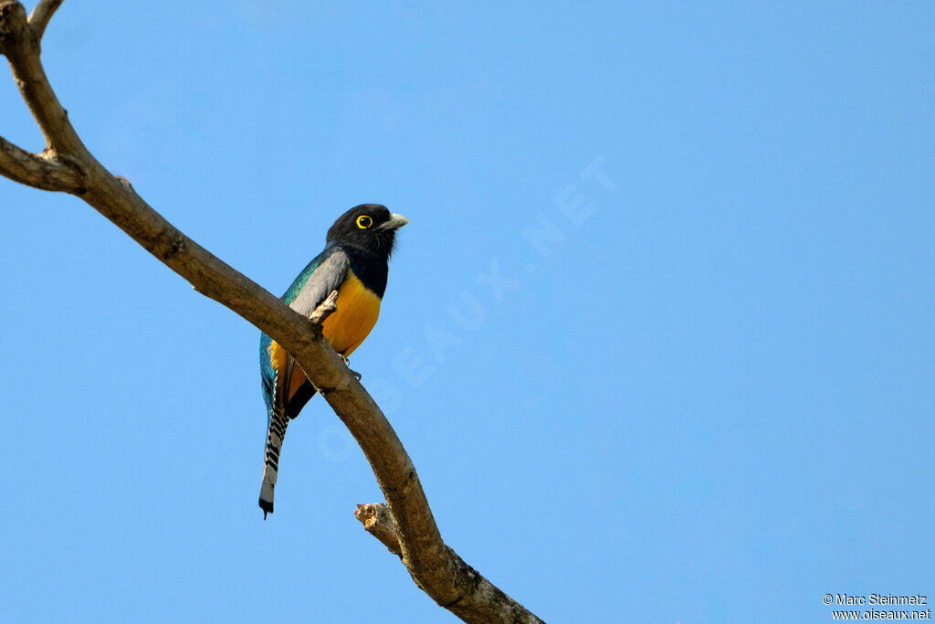 Gartered Trogon