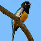 Trogon à lunettes jaunes