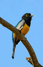 Trogon à lunettes jaunes