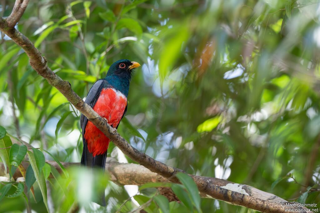Black-tailed Trogon male