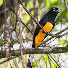 Trogon à tête noire