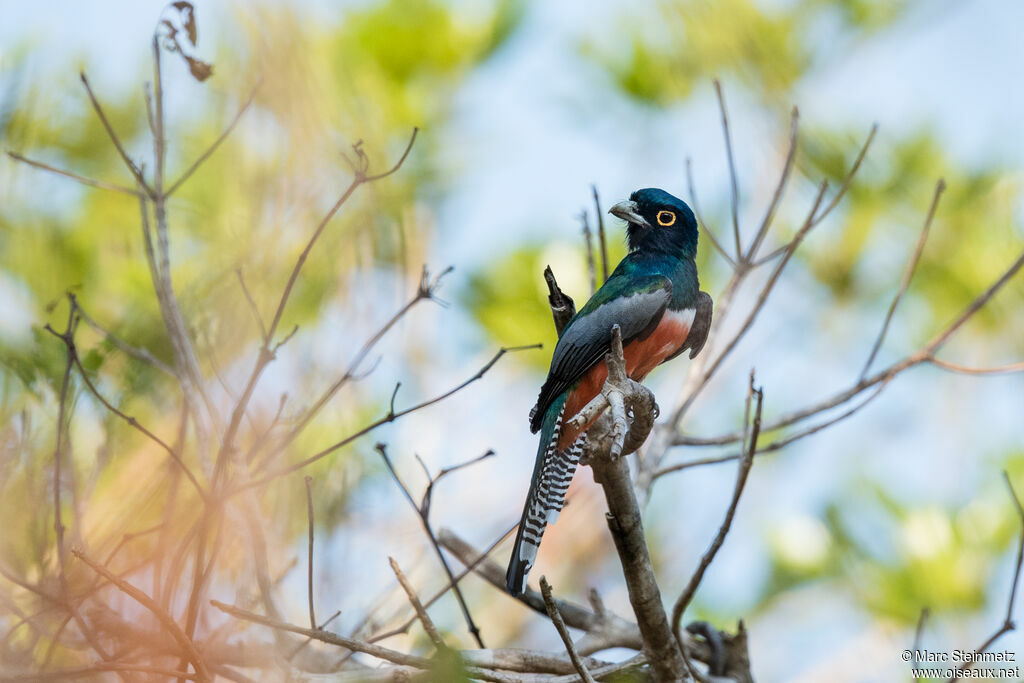 Blue-crowned Trogon