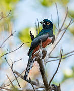 Blue-crowned Trogon