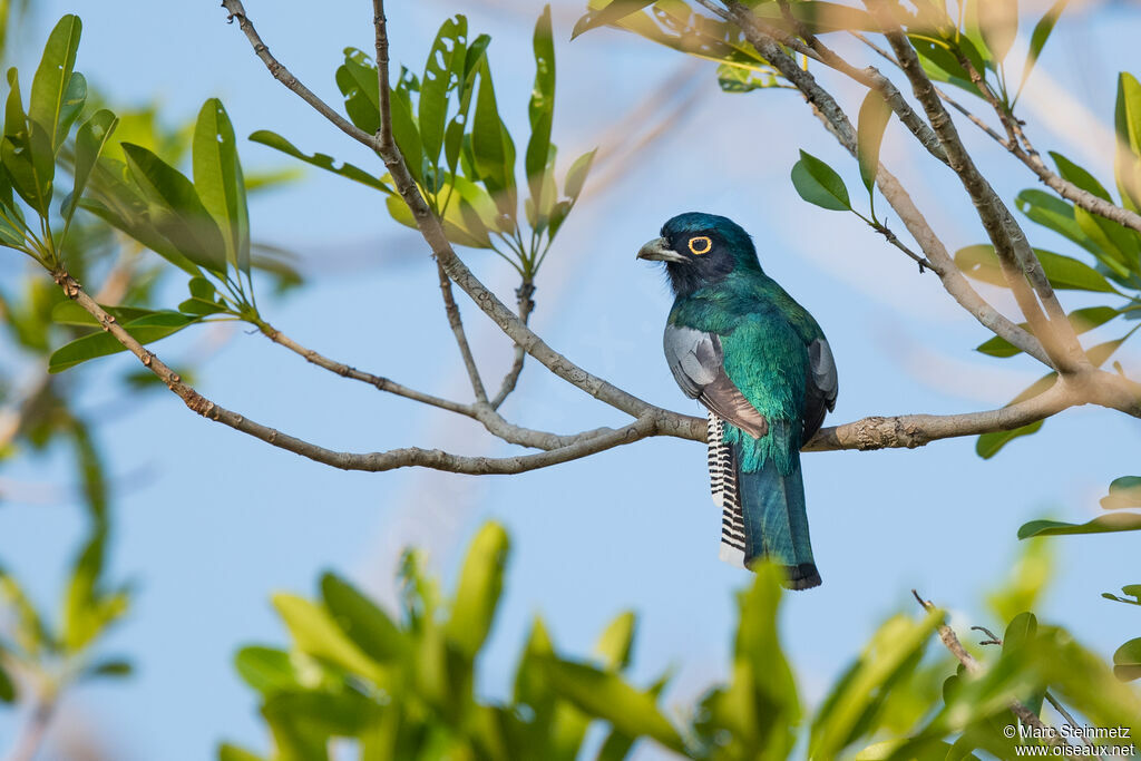 Blue-crowned Trogon