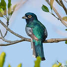 Trogon couroucou