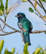 Blue-crowned Trogon