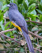 White-tailed Trogon