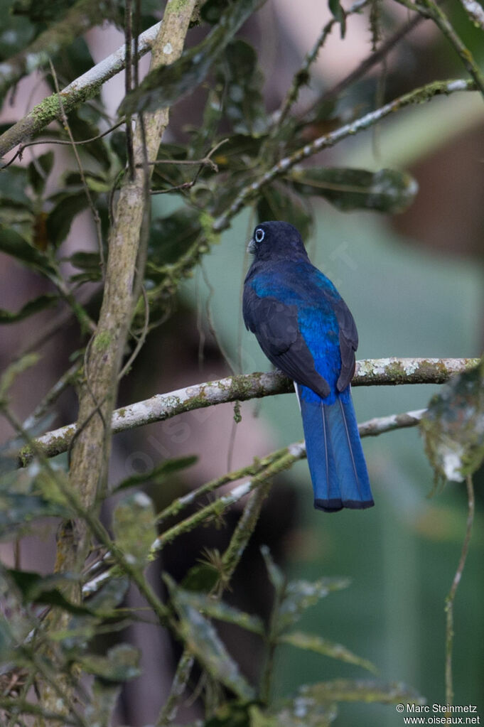 Trogon de Panama mâle adulte, composition