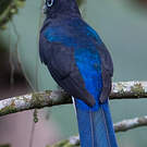 Trogon de Panama