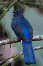 Trogon de Panama