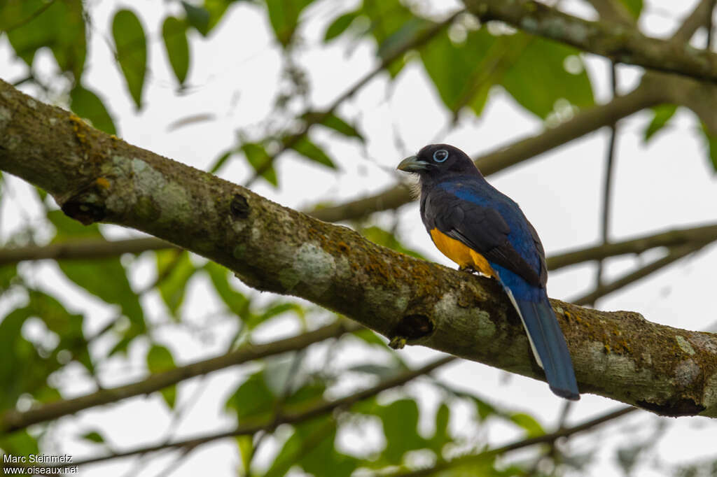 Trogon de Panama mâle adulte, habitat, pigmentation