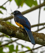 Trogon de Panama