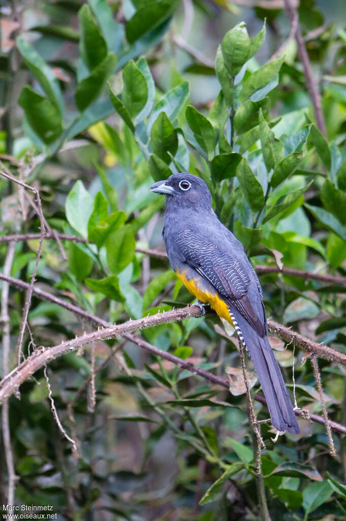 White-tailed Trogon female, adult, identification
