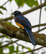 Trogon de Sclater