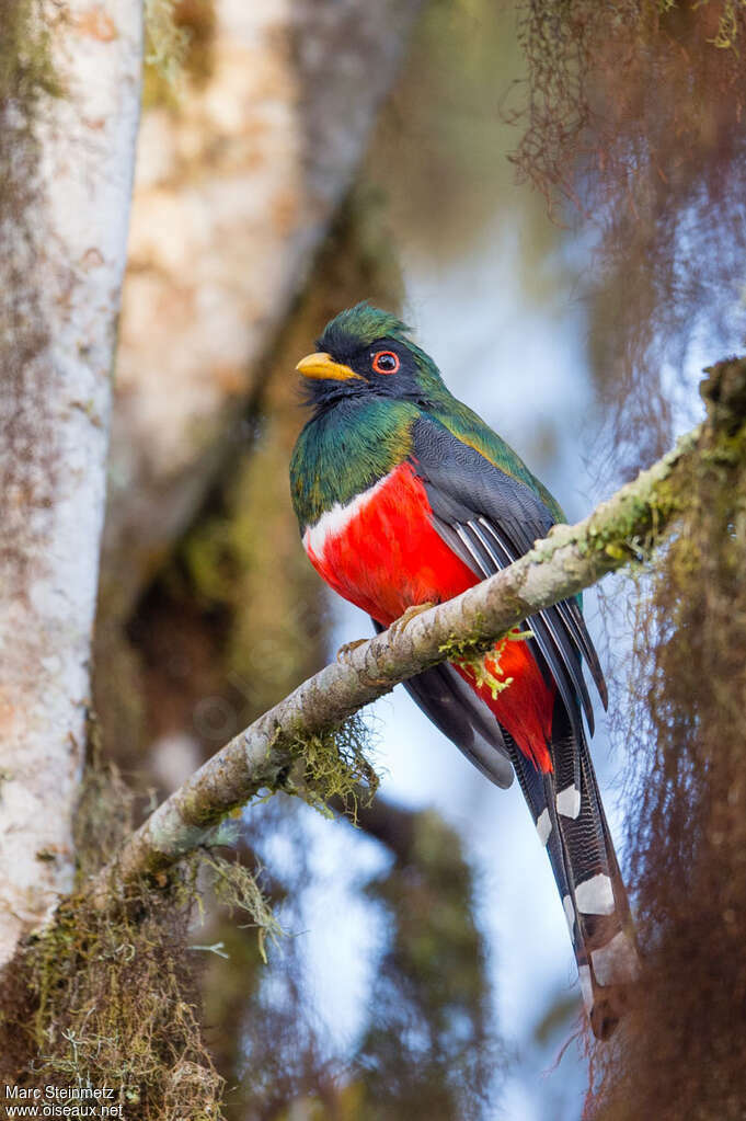 Masked Trogon male adult, identification