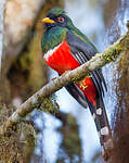 Trogon masqué