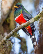 Masked Trogon