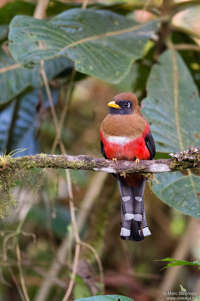 Trogon masqué femelle adulte