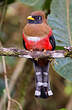 Trogon masqué