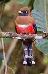 Trogon masqué